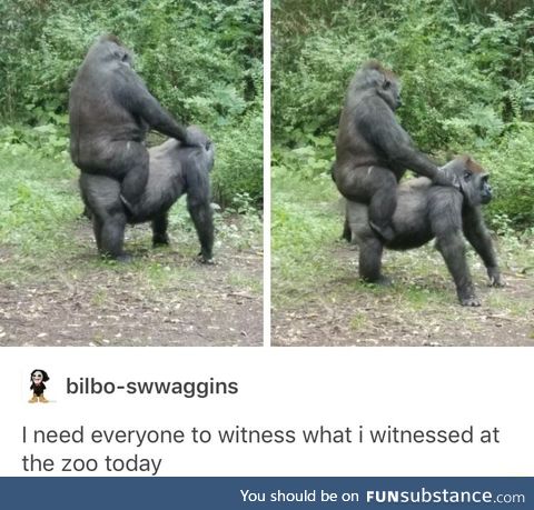 Gorilla riding another gorilla