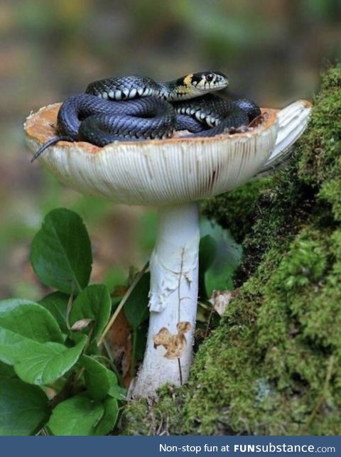 Snake curled up in a mushroom