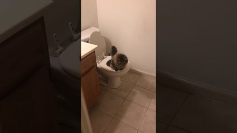 Cat using the toilet to pee