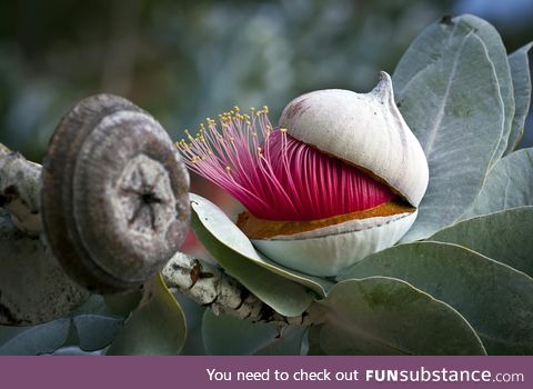 Eucalyptus flower bud opening up