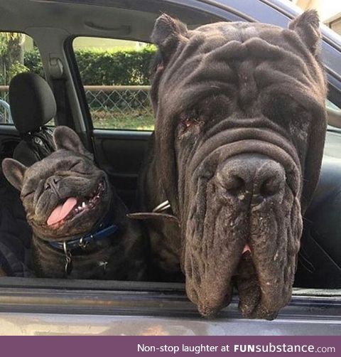It’s interesting how different, yet similar, dogs can be