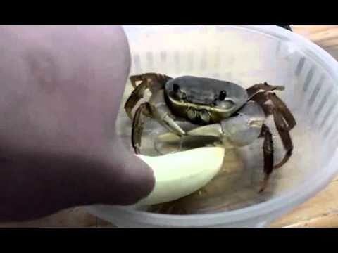 Pet crab eats banana