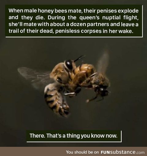 Bee facts
