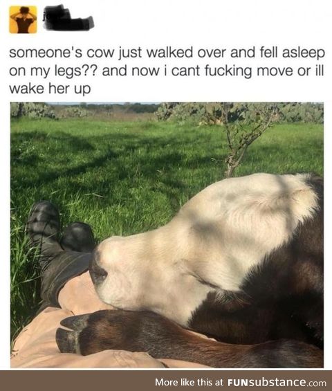 This cow naps