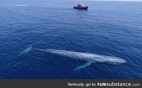 Massive Blue Whale Next to 87’ Boat!