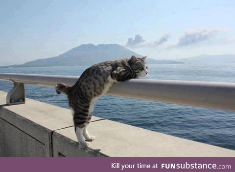 Cat enjoying the view of Avacha Bay in the Pacific Ocean