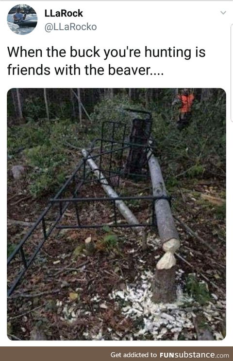 Beaver power