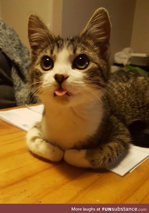 That look, that tongue, those folded paws