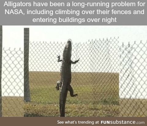 Alligator problem at NASA