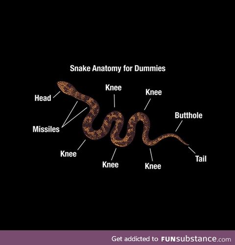 Anatomy of snek