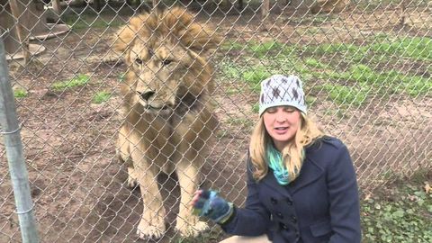 This lion responds to news reporter's questions and then scares her off
