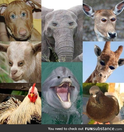What if some animals eyes were in the front