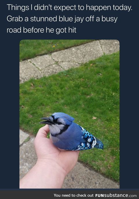 Saving a blue jay off of a busy road