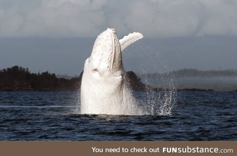 One of the few albino whales on earth