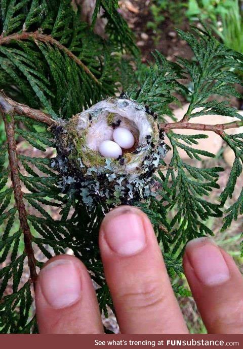 Tiny hummingbird eggs