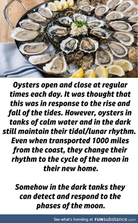 Oysters can feel the moon