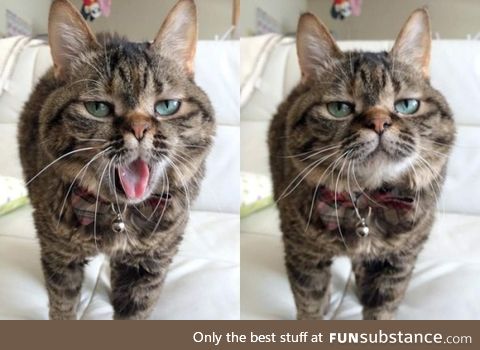 this expressive cat