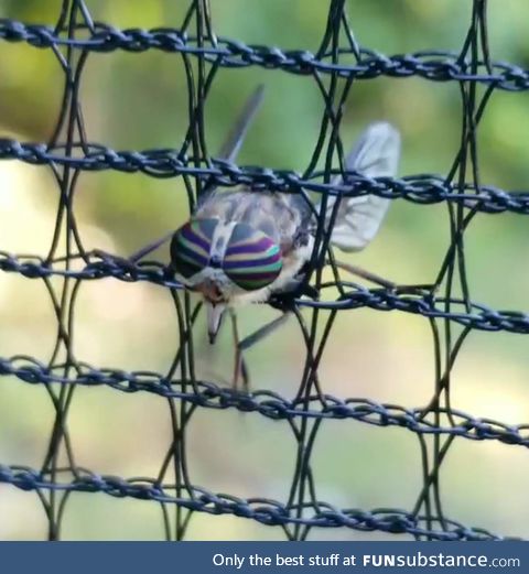 This fly stuck in trampoline netting