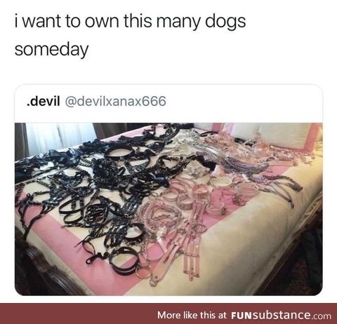So many dogs