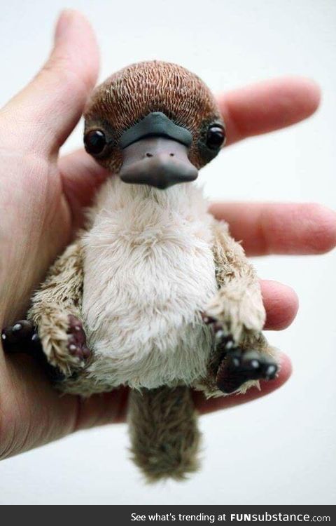 A baby platypus