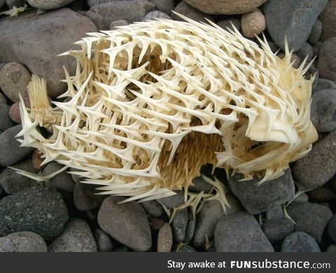 The Skeleton Of a Puffer Fish found on a pebble beach