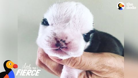 Kitten was best friends with a cleft-palate puppy, and a young bulldog with five legs