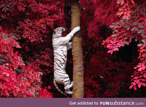 White Tiger climbing on a Tree