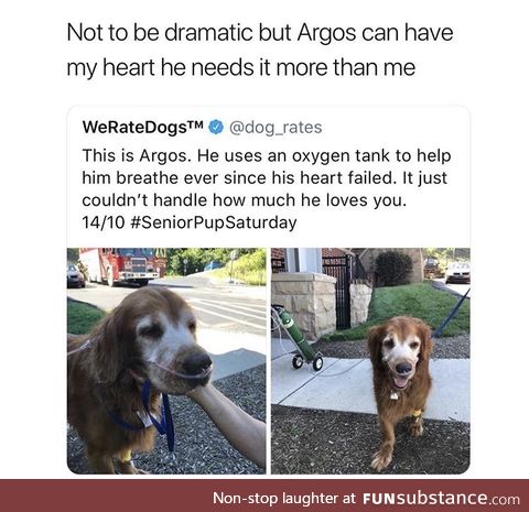 Dogs are angels