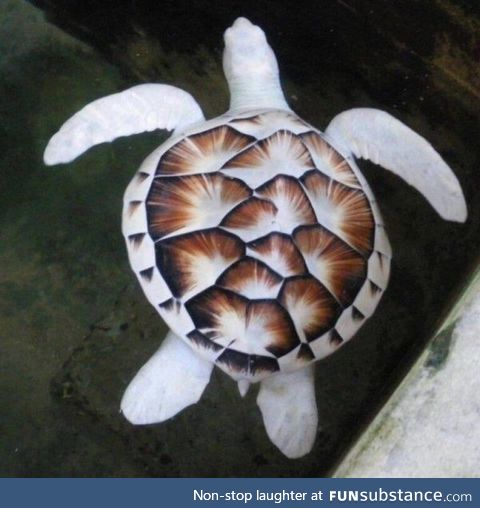 An albino sea turtle