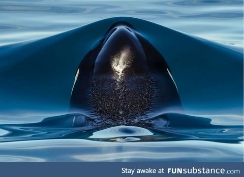 Killer whale about to breach the surface