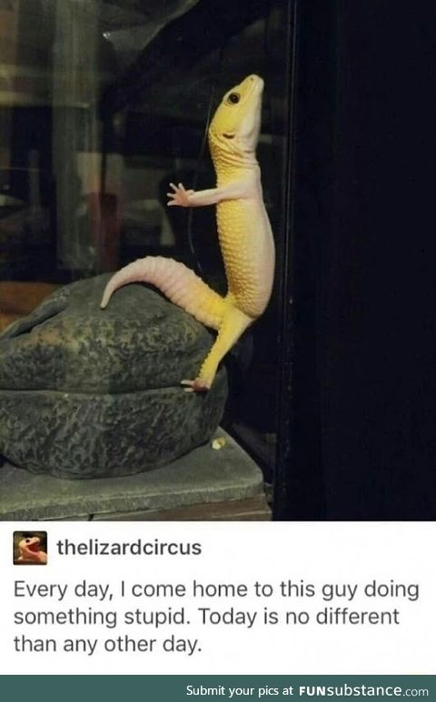 Lizard doing yoga