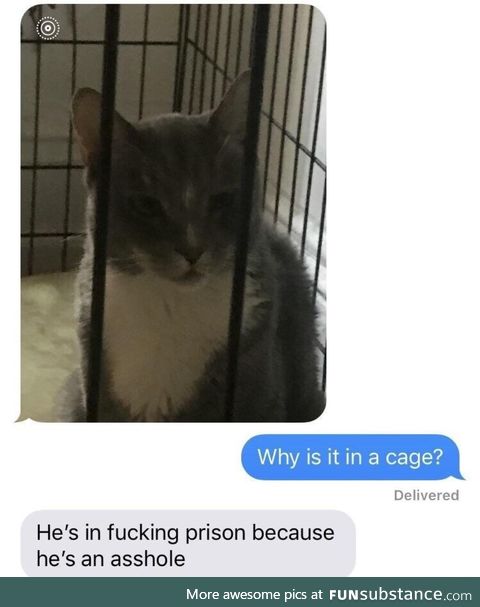 Cat prison