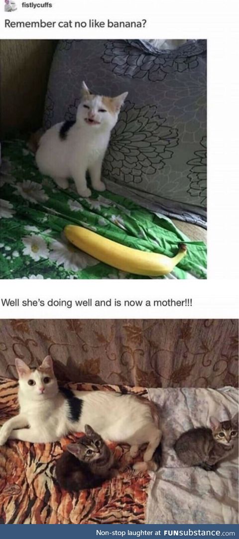 The cat that doesn't like banana