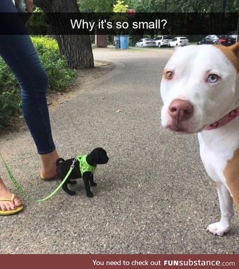 Small pupper