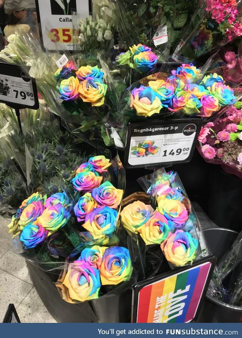 Rainbow roses