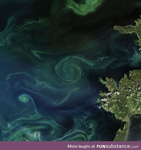 This rich swirl of phytoplankton was captured by one of NASA’s satellites