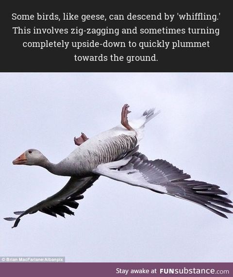 Some birds, like geese, can descend by 'whiffling'