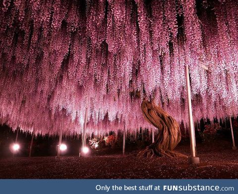 This wisteria covers 1990 square meters and is the largest representative of its kind