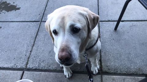 Guide Dog helping blind woman find the counter, door and place to sit at Starbucks