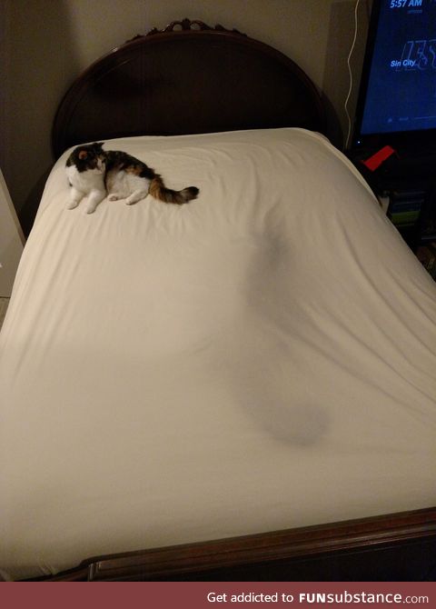 The two types of cat you encounter when putting clean sheets in the bed
