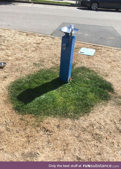 Grass growing around a water fountain