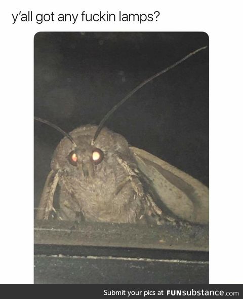 Moth wants lamps