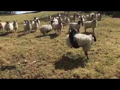 Sheep gets itself stuck in tyre swing