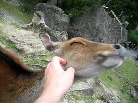 Friendly deer