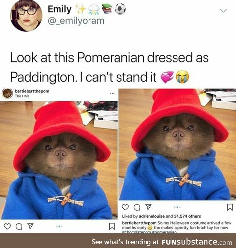 Pomeranian dresses as Paddington