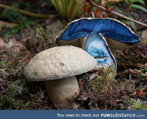 This mushroom changes color when it's cut open