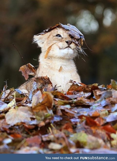 Lion cub playing in a pile of leaves
