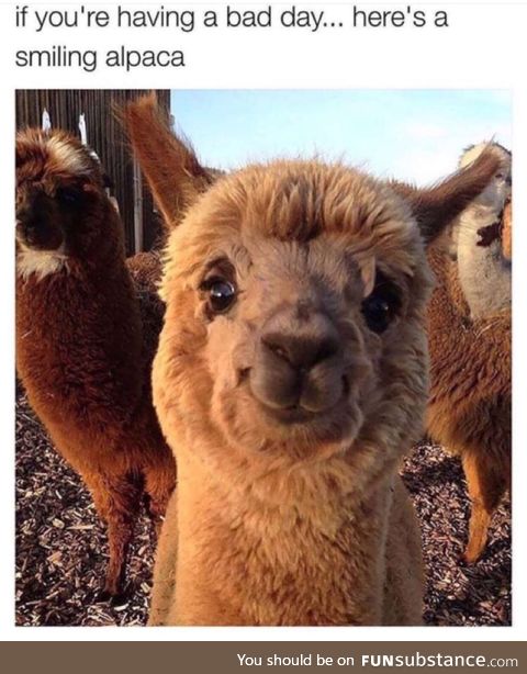 Smiling alpaca