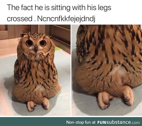 Owl sitting with legs crossed