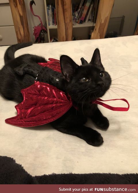 purrrfect costume!